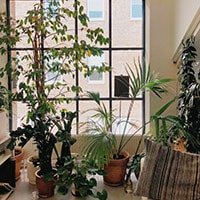 A variety of houseplants next to a first floor window.
