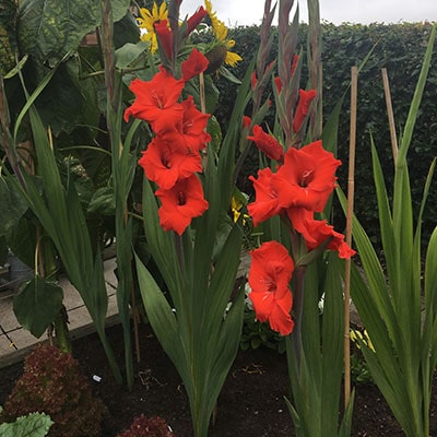 red gladioli growing in a garden