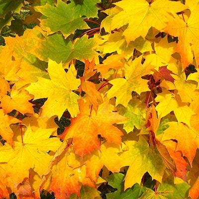 yellow, green and orange leaves on the ground