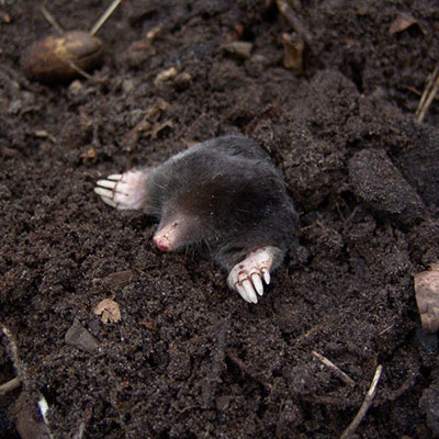 a mole climbing out of the soil