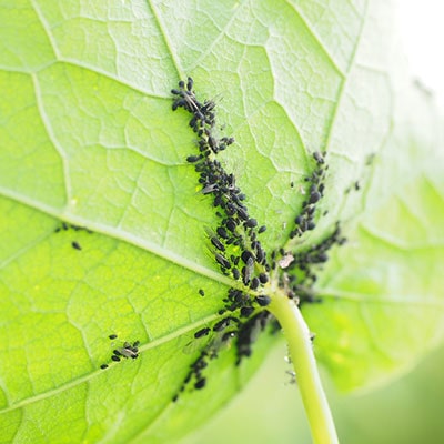 Lots of black aphids on a green leaf.