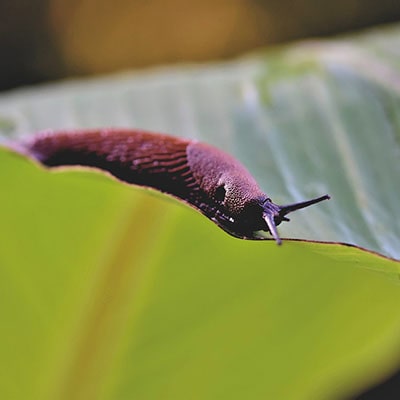 a slug on a leaf