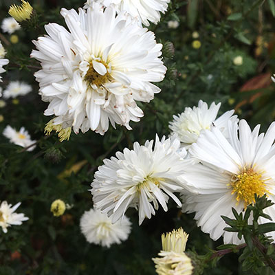 white asters