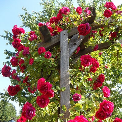 Red roses growing on a garden arbour