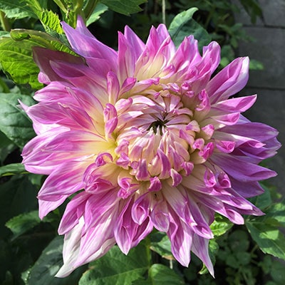 a purple dahlia, flecked with yellow and white
