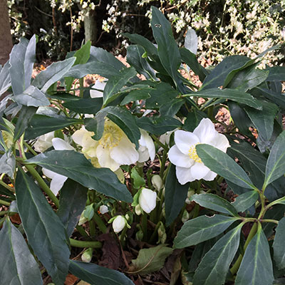 white hellebores and lots of green foliage