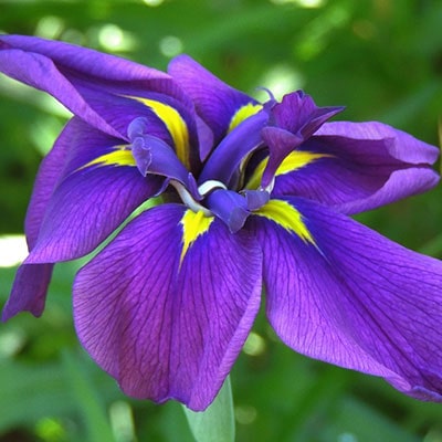Purple iris, with a yellow throat, growing in a garden