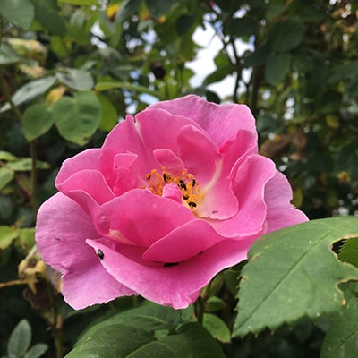 a beautiful pink rose
