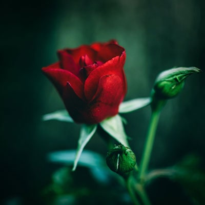 a red rose in the garden