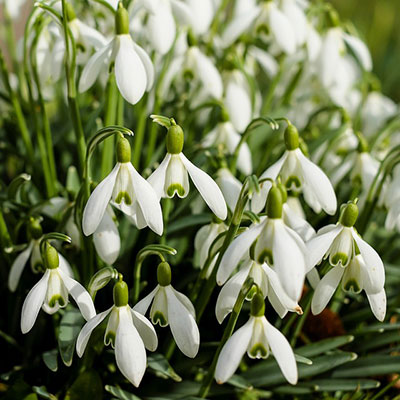 a clump of snowdrops