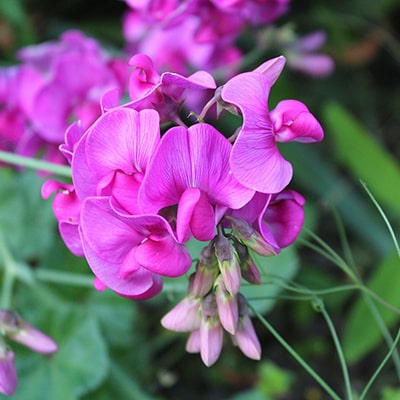 purple sweet pea flowers