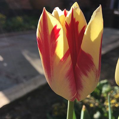 a close-up of a red and yellow tulip in a garden