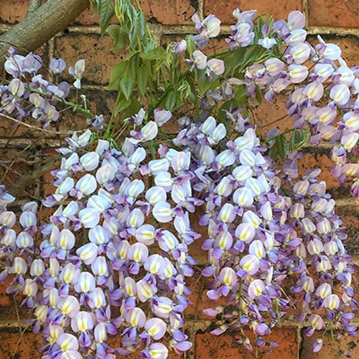 Wisteria growing against a brick wall
