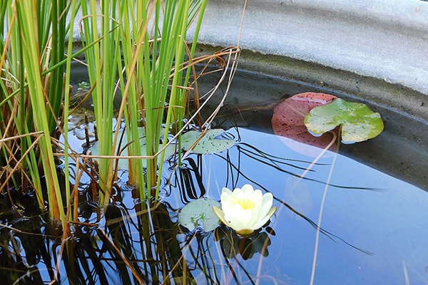 a small pond in a pot