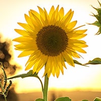 A close-up of a sunflower in a July garden.