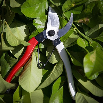 a pair of secateurs on top of a bed of leaves