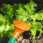 Water coming out of a green and orange watering can, with a plant in the background.