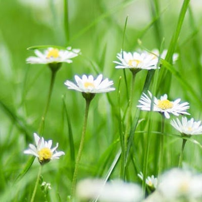 A close-up of daisies growing on a lawn.