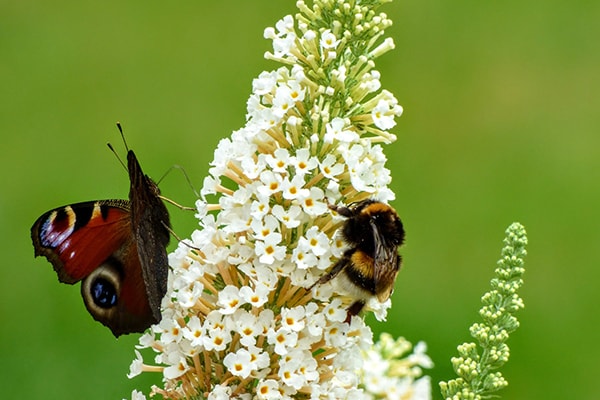 a bee and a butterfly on a white plant