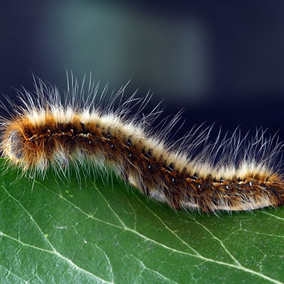 a caterpillar crawling along a leaf